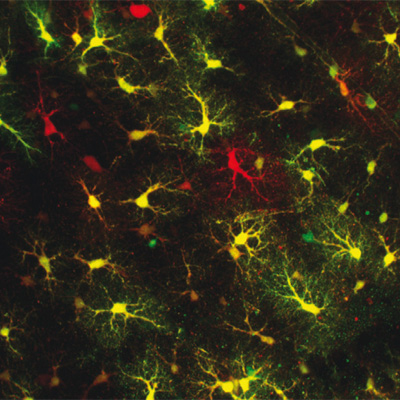 Glial cells in mouse brain